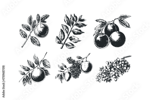Botanical sketch of fruit on branches with leaves