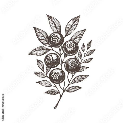 Vintage vector illustration of a blueberry bilberry branch in ink line art style. Perfect for botanical prints, jam labels, organic product packaging, and wild berry designs.