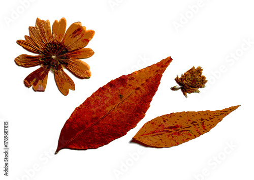 Vibrant, high contrast flat lay of dried autumn flora, brown orange flower, two elongated fall leaves, and seed pod. Textured botanical composition isolated on white, ideal for seasonal graphic design