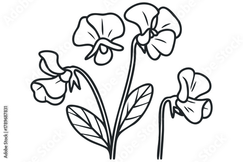 Outline of sweet pea flowers and leaves