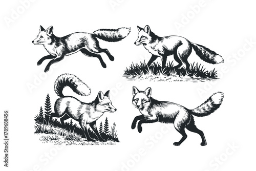 Four Black and White Fox Poses in Natural Settings