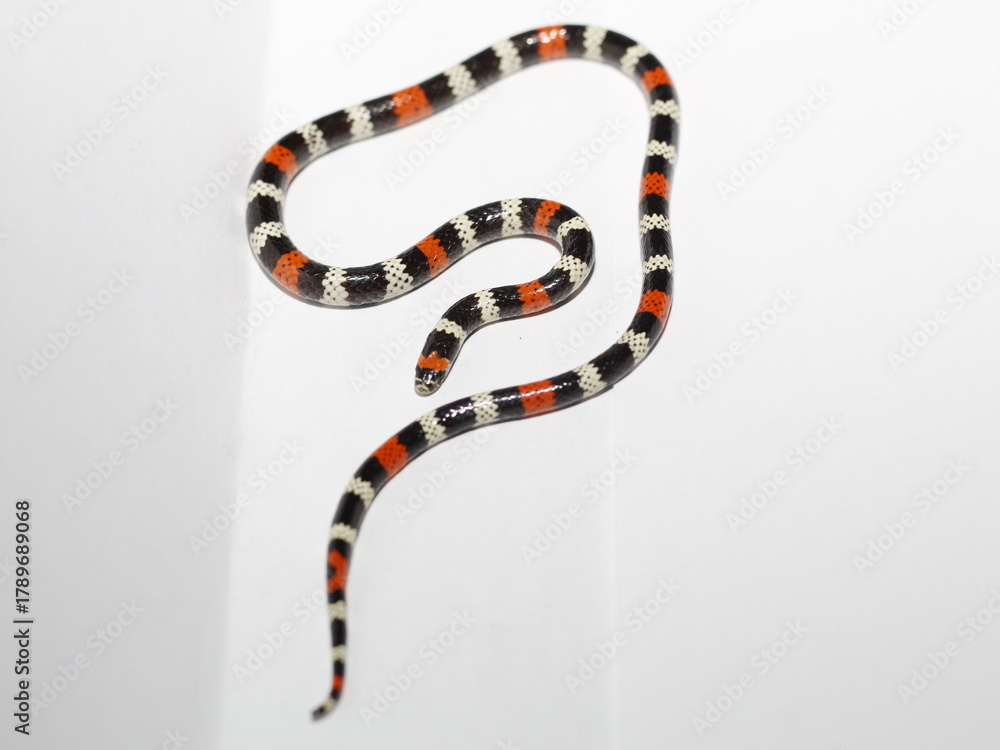 Naklejka premium coral snake micrurus lemniscatus