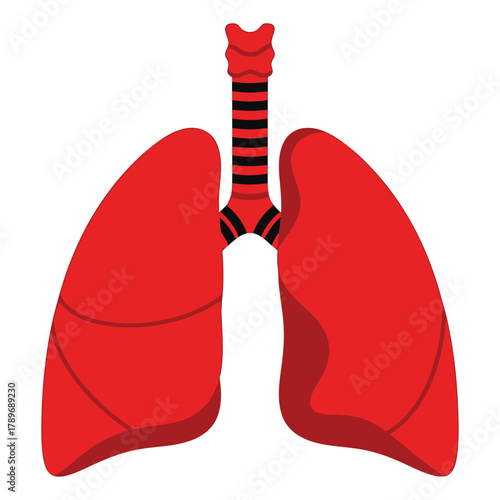 Red lungs trachea anatomy illustration vector