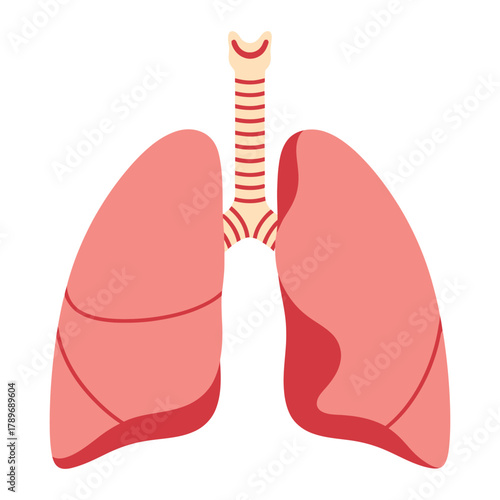 Pink lungs with beige trachea respiratory medical