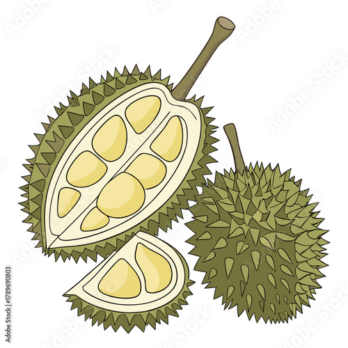 Illustration of a whole durian fruit cut in half revealing its creamy yellow flesh and seeds