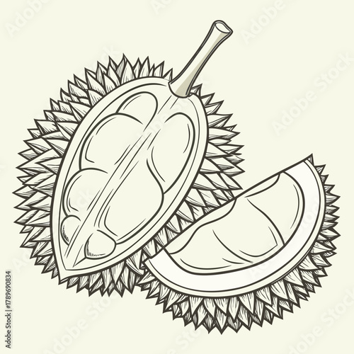 Hand drawn sketch of a whole durian fruit cut in half revealing its creamy pulp and seeds