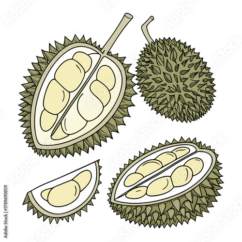 Illustration of a whole durian fruit cut in half and a slice showing its creamy yellow flesh and seeds