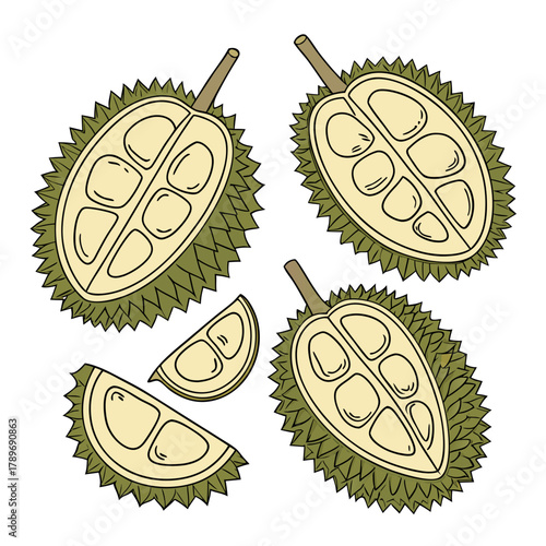 Illustration of a whole durian fruit cut in half and sliced showing its creamy flesh and seeds