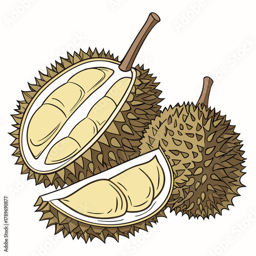 Illustration of a whole durian fruit cut in half revealing its creamy yellow flesh and segments with a slice nearby