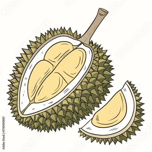 Illustration of a ripe durian fruit cut in half revealing its creamy yellow flesh and a slice on the side