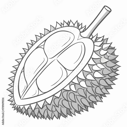 Stylized illustration of a durian fruit cut in half revealing its creamy segments and thorny rind