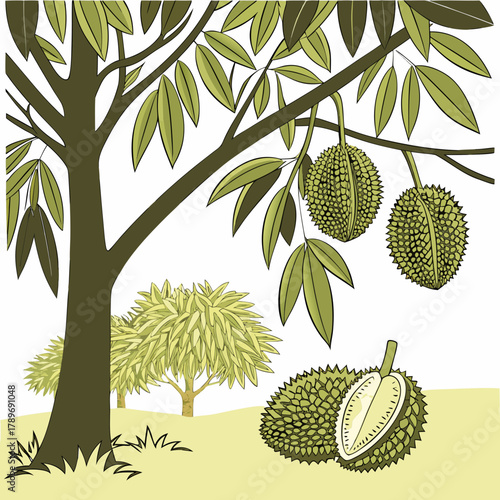 Illustration of a durian tree with ripe fruits hanging from branches and a cut durian on the ground