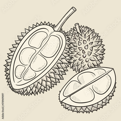 Hand drawn sketch illustration of a whole and halved durian fruit with its spiky exterior and seeded interior sections