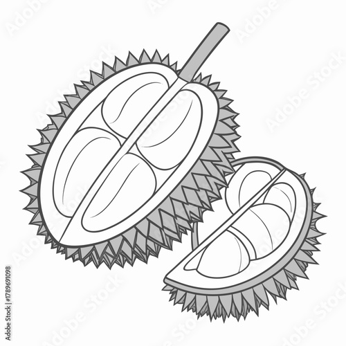 Stylized illustration of a durian fruit cut in half revealing its segmented flesh and seeds on a white background