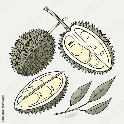 Illustration of a whole durian fruit and two halves revealing creamy yellow flesh and seeds with green leaves on a light background
