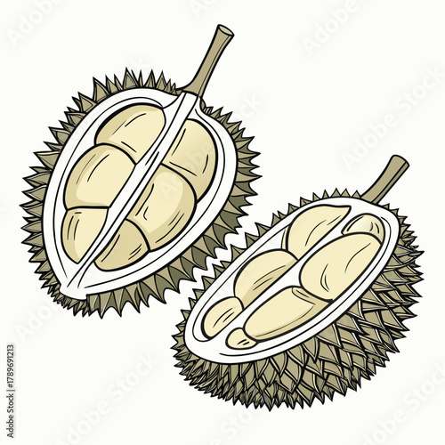 Illustration of a ripe durian fruit cut in half revealing its creamy yellow flesh and seeds on a white background