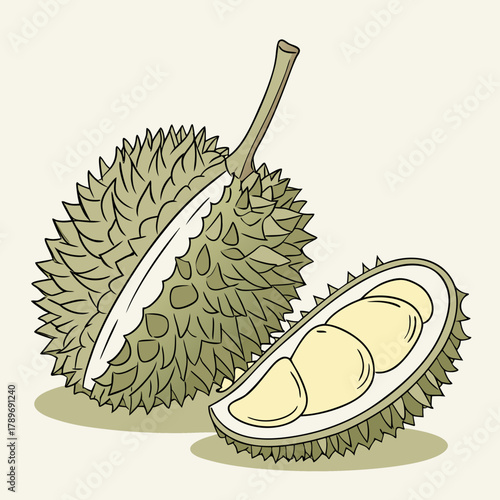 Illustration of a whole durian fruit and a cut durian showing its creamy yellow flesh and seeds