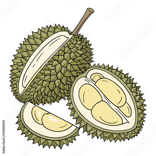 Illustration of a whole durian fruit cut open showing its creamy yellow flesh and seeds