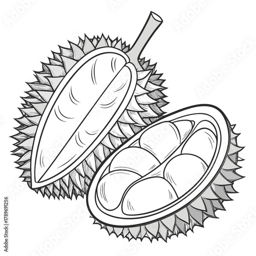 A detailed black and white illustration of a durian fruit cut in half revealing its creamy flesh and seeds