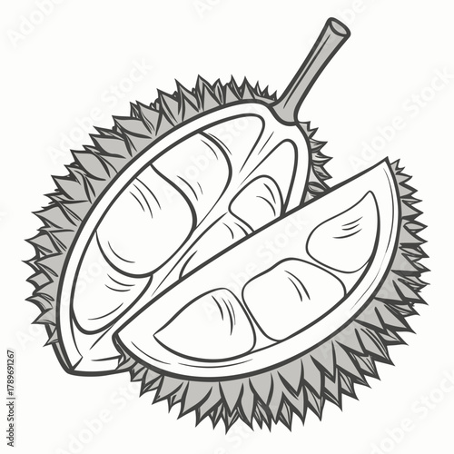 Stylized illustration of a durian fruit cut in half revealing its creamy segments and thorny rind