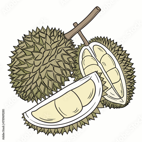Illustration of a whole durian fruit and a cut durian revealing its creamy yellow flesh and segments