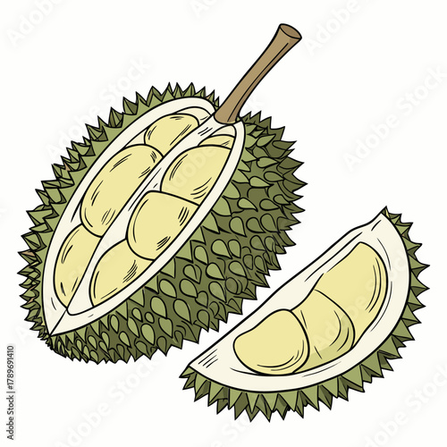 Illustration of a ripe durian fruit cut open revealing its creamy yellow flesh and a slice showing segments on a white background