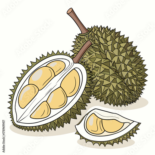 Illustration of a whole durian fruit cut in half revealing creamy yellow flesh and segments with a small piece detached