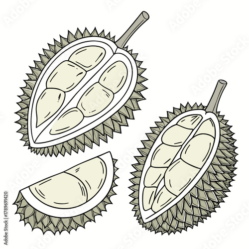 Illustration of a whole durian fruit cut in half and a slice showing its creamy yellow flesh and spiky rind