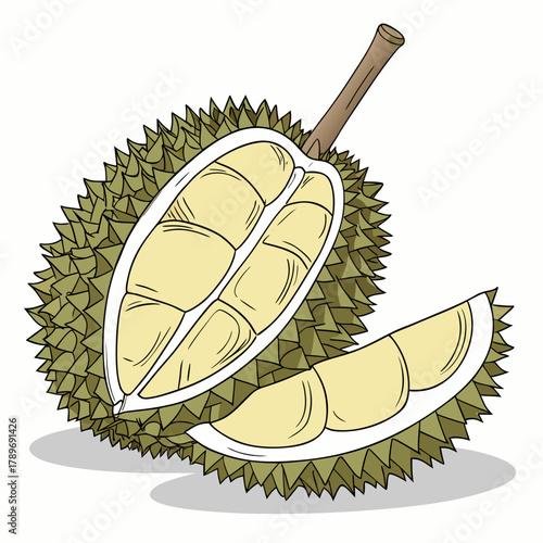 Illustration of a ripe durian fruit cut open revealing its creamy yellow flesh and segments with a slice beside it
