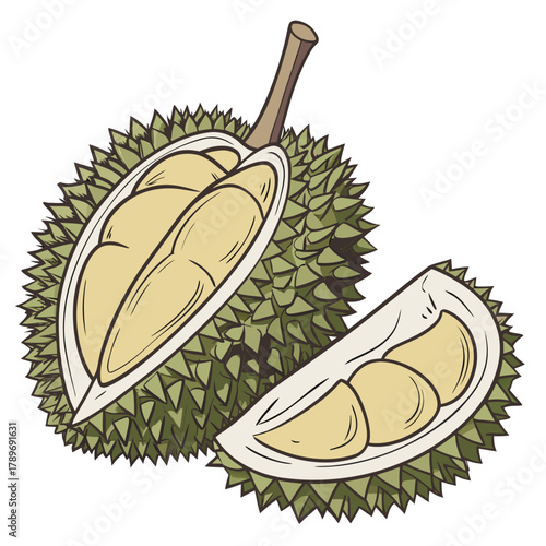 Illustration of a whole durian fruit cut open revealing creamy yellow flesh and seeds on white background