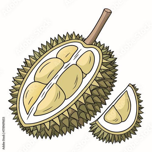 Illustration of a ripe durian fruit cut in half revealing creamy yellow flesh and a slice on a white background
