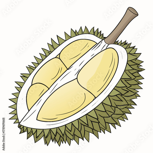 Illustration of a ripe durian fruit cut in half revealing its creamy yellow pulp and thorny green rind