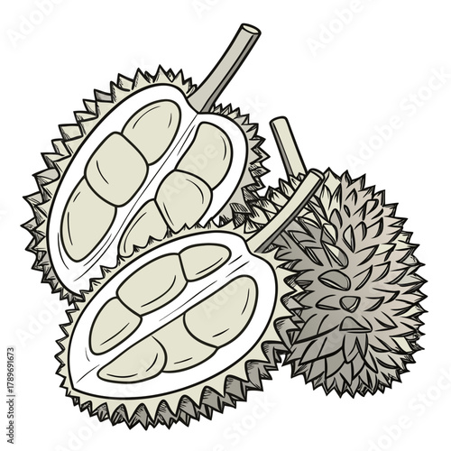 Illustration of a whole durian fruit and a durian cut in half revealing its creamy flesh and seeds