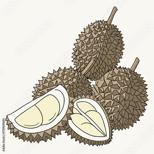 Illustration of a whole durian fruit and a cut durian showing its creamy yellow flesh and seeds