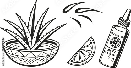 A black and white illustration depicting several elements related to aloe vera. On the left, an aloe vera plant with long, pointed leaves, characterized by spiky edges, is positioned in a round bowl. 