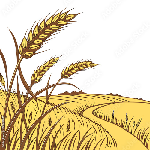 Golden wheat fields under a bright sky with stalks of grain in the foreground and a winding path