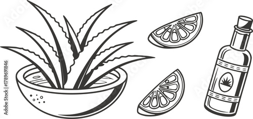A black and white illustration depicting several elements related to aloe vera. On the left, an aloe vera plant with long, pointed leaves, characterized by spiky edges, is positioned in a round bowl. 