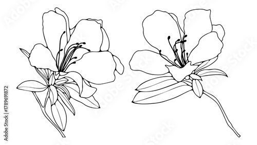Hand drawn azalea flowers with leaves outline or sketch isolated on white background