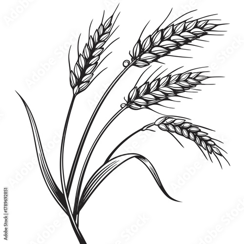 Elegant black and white line art illustration of a cluster of ripe wheat stalks with leaves on a white background