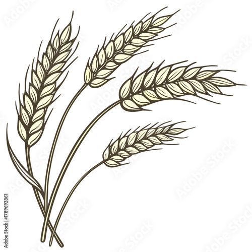 A delicate illustration of four ripe wheat stalks with detailed grains and leaves on a white background