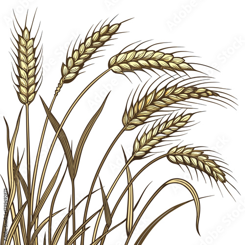 Golden wheat stalks with detailed ears and leaves on a white background representing harvest and agriculture