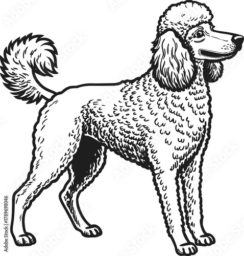 A detailed, grayscale line drawing of a standard poodle dog is centered on a white background. The poodle is in a standing pose, its body oriented to the right, though its head is turned slightly to f