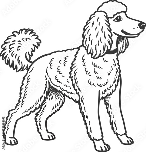 A detailed, grayscale line drawing of a standard poodle dog is centered on a white background. The poodle is in a standing pose, its body oriented to the right, though its head is turned slightly to f