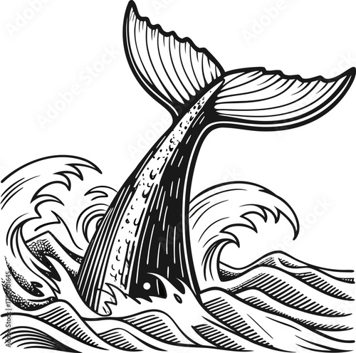 A detailed illustration of a whale tail emerging from the ocean. The tail is the central subject, depicted in a classic black and white, cross-hatching style. The tail rises vertically from the waves,