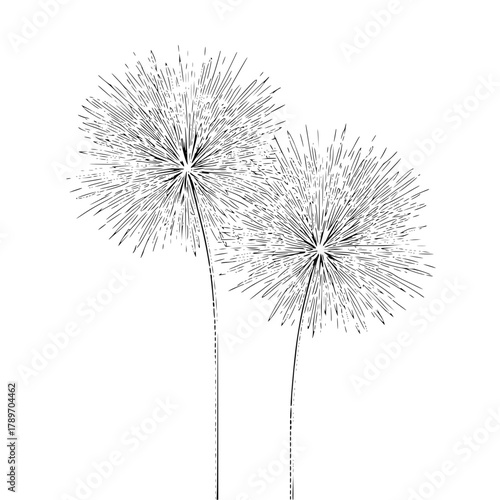 Wallpaper Mural Dandelion flower illustration black and white drawing botanical art floral design nature spring summer plant sketch art 100 Torontodigital.ca