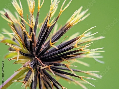 Macro of Erupting Ketul Flower Seeds (Bidens pilosa), Sharp Seed Heads, Concept of Natural Growth and Plant Reproduction