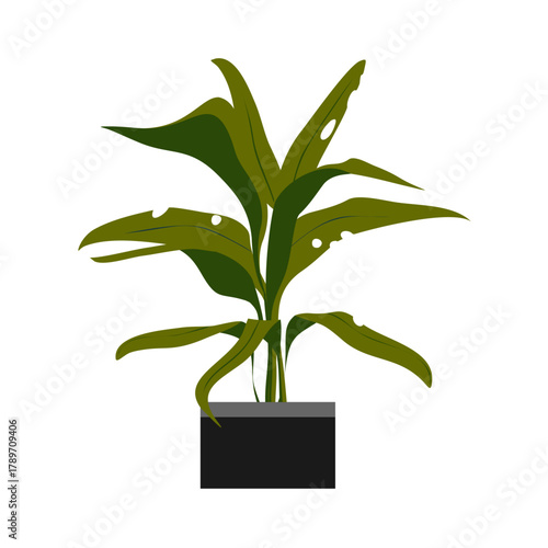 Potted green houseplant with foliage leaves growing in a flowerpot is a decoration of life and nature