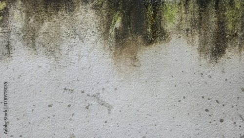 фотографія Green moss on an old grey cement wall
