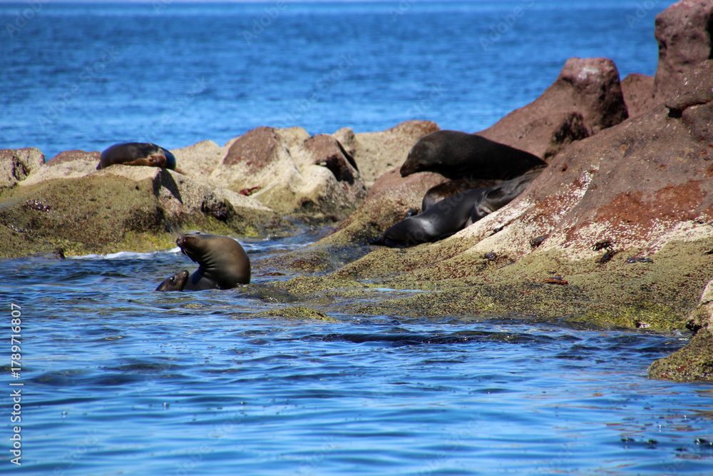 Fototapeta premium California sea lions bask in the sun on the coast of Baja California Sur, Mexico