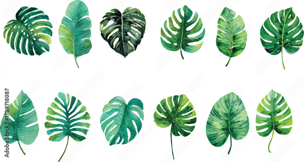 Fototapeta premium collection of green leaves